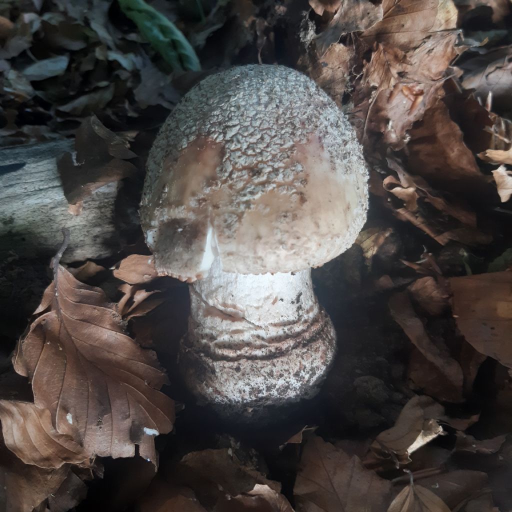 Funghi in faggeta: Amanita pantherina ?